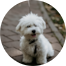 Maltese Puppies For Sale - Fairfield Furbabies Maltese Puppies For Sale - Fairfield Furbabies
